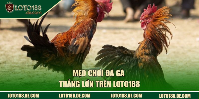 Mẹo chơi đá gà thắng lớn trên LOTO188